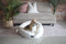 Dog Central Taupe Removable Cushion Round Bed