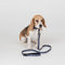 ON SALE NOW! 50% OFF! Dog Central Indigo Collar