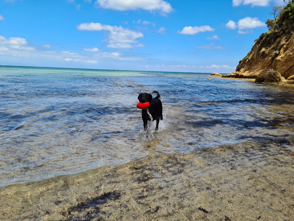 Our favourite Australian beaches for your furry friends!