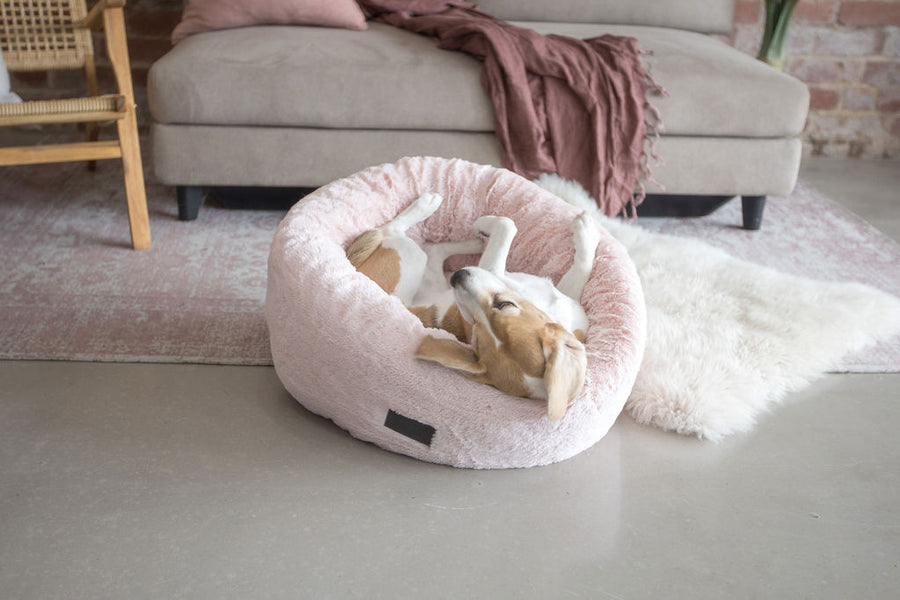 Donuts La Doggie Vita
