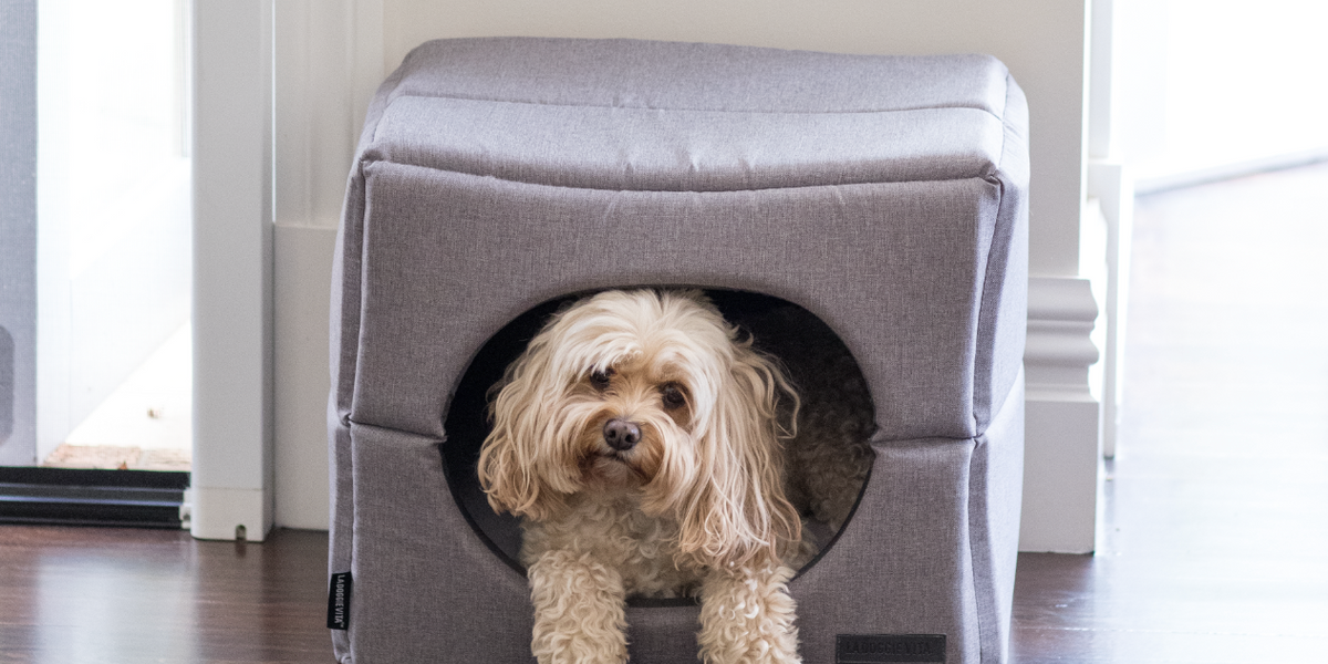 Cubes – La Doggie Vita