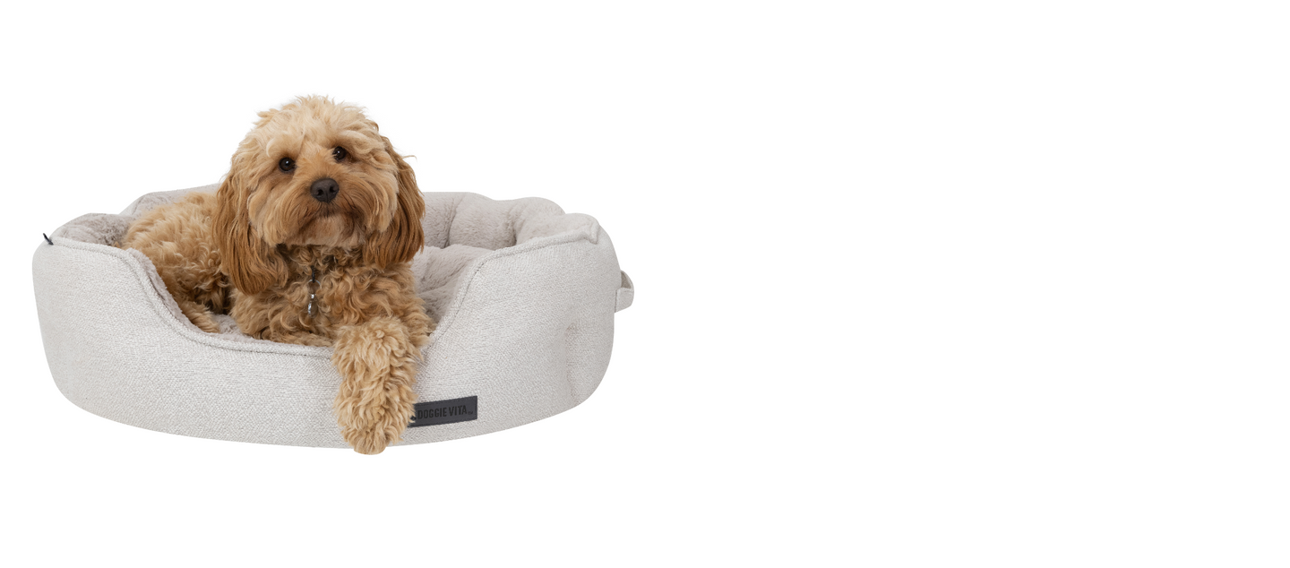 Petcube petbarn sales