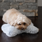 Plush Grey Pillow Bone with Squeakers