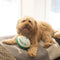 NEW COLLECTION: Plush Paw Rugby Ball with Squeaker